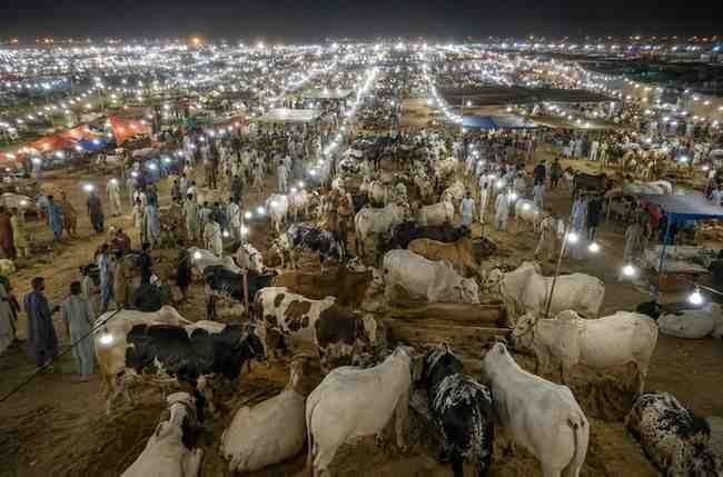 کراچی مویشی منڈی میں 125,000 سے زائد جانور پہنچ گئے کراچی مویشی منڈی